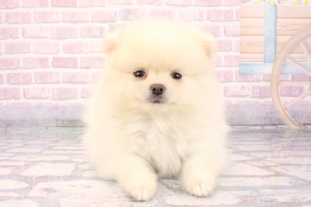 大阪府のポメラニアン (Coo&RIKU松原店/2025年9月28日生まれ/男の子/クリーム)の子犬の1枚目の画像