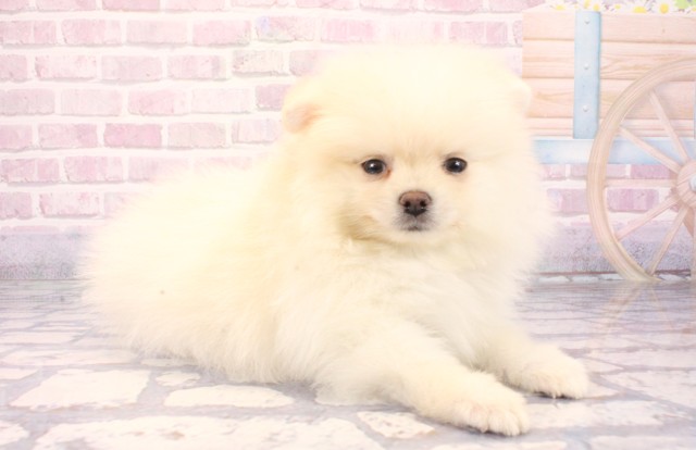 大阪府のポメラニアン (Coo&RIKU松原店/2025年9月28日生まれ/男の子/クリーム)の子犬の2枚目の画像