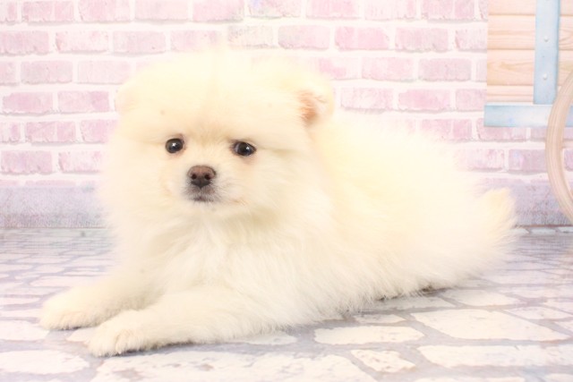 大阪府のポメラニアン (Coo&RIKU松原店/2025年9月28日生まれ/男の子/クリーム)の子犬の3枚目の画像