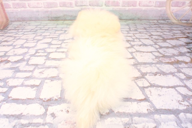 大阪府のポメラニアン (Coo&RIKU松原店/2025年9月28日生まれ/男の子/クリーム)の子犬の4枚目の画像