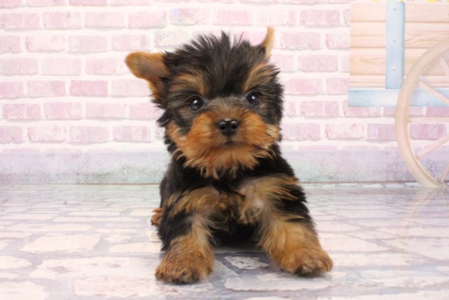 兵庫県のヨークシャーテリア (Coo&RIKU神戸垂水店/2025年9月29日生まれ/男の子/スチールブルータン)の子犬