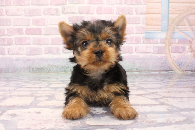 滋賀県のヨークシャーテリア (Coo&RIKU長浜店/2025年9月29日生まれ/男の子/スチールブルータン)の子犬の1枚目の画像