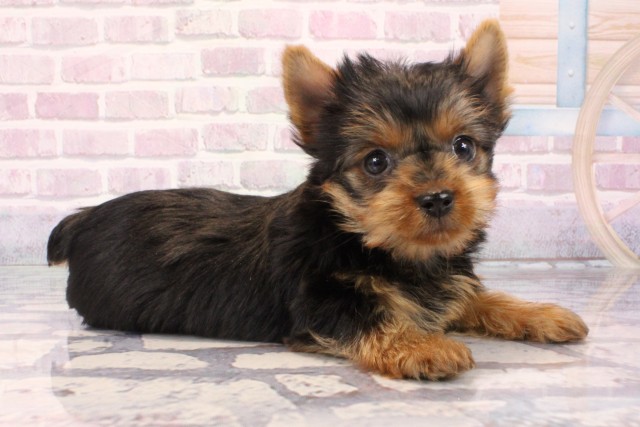 滋賀県のヨークシャーテリア (Coo&RIKU長浜店/2025年9月29日生まれ/男の子/スチールブルータン)の子犬の2枚目の画像