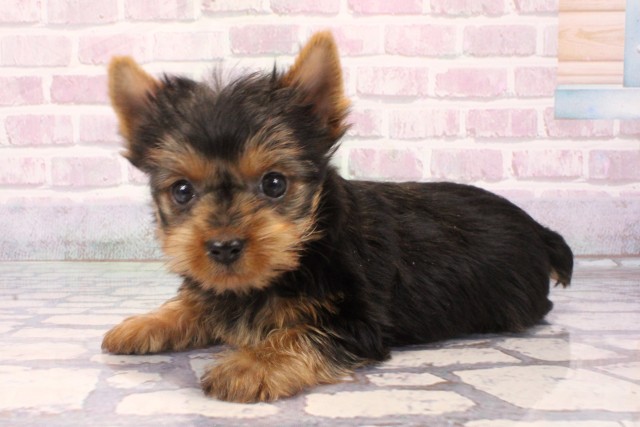 滋賀県のヨークシャーテリア (Coo&RIKU長浜店/2025年9月29日生まれ/男の子/スチールブルータン)の子犬の3枚目の画像