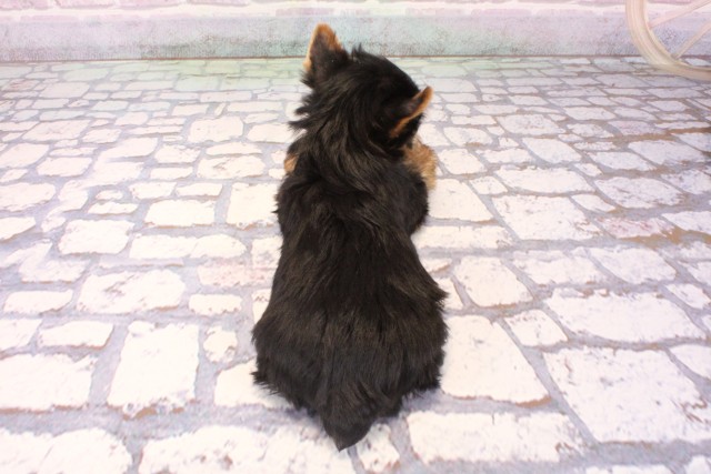 滋賀県のヨークシャーテリア (Coo&RIKU長浜店/2025年9月29日生まれ/男の子/スチールブルータン)の子犬の4枚目の画像