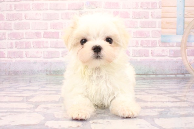 兵庫県のマルチーズ (Coo&RIKU神戸垂水店/2025年9月29日生まれ/女の子/ホワイト)の子犬