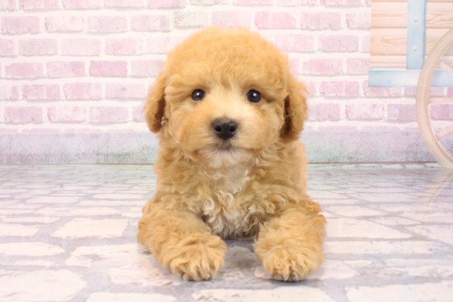 滋賀県のビションプー(ビションフリーゼ×プードル) (Coo&RIKU長浜店/2025年9月28日生まれ/男の子/アプリコット)の子犬の1枚目の画像