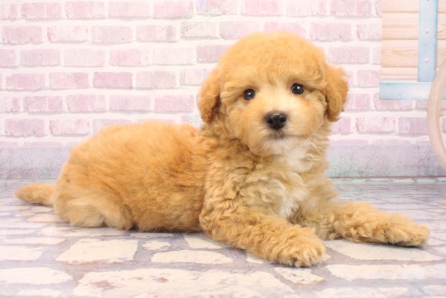 滋賀県のビションプー(ビションフリーゼ×プードル) (Coo&RIKU長浜店/2025年9月28日生まれ/男の子/アプリコット)の子犬の2枚目の画像