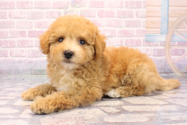 滋賀県のビションプー(ビションフリーゼ×プードル) (Coo&RIKU長浜店/2025年9月28日生まれ/男の子/アプリコット)の子犬の3枚目の画像