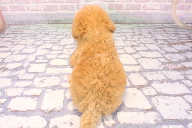 滋賀県のビションプー(ビションフリーゼ×プードル) (Coo&RIKU長浜店/2025年9月28日生まれ/男の子/アプリコット)の子犬の4枚目の画像
