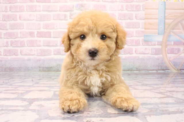 高知県のビションプー(ビションフリーゼ×プードル) (Coo&RIKU高知御座店/2025年9月28日生まれ/男の子/アプリコット)の子犬の1枚目の画像