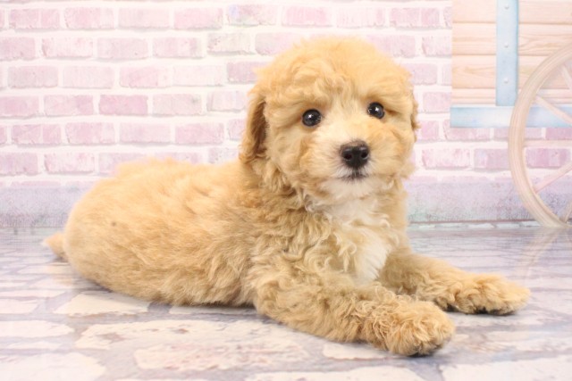 高知県のビションプー(ビションフリーゼ×プードル) (Coo&RIKU高知御座店/2025年9月28日生まれ/男の子/アプリコット)の子犬の2枚目の画像