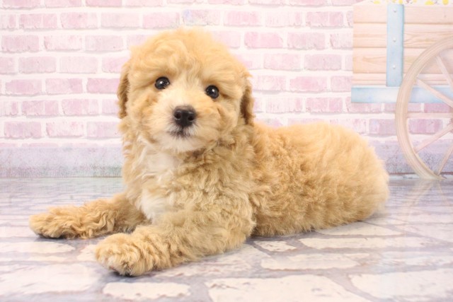 高知県のビションプー(ビションフリーゼ×プードル) (Coo&RIKU高知御座店/2025年9月28日生まれ/男の子/アプリコット)の子犬の3枚目の画像
