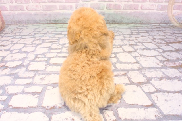 高知県のビションプー(ビションフリーゼ×プードル) (Coo&RIKU高知御座店/2025年9月28日生まれ/男の子/アプリコット)の子犬の4枚目の画像