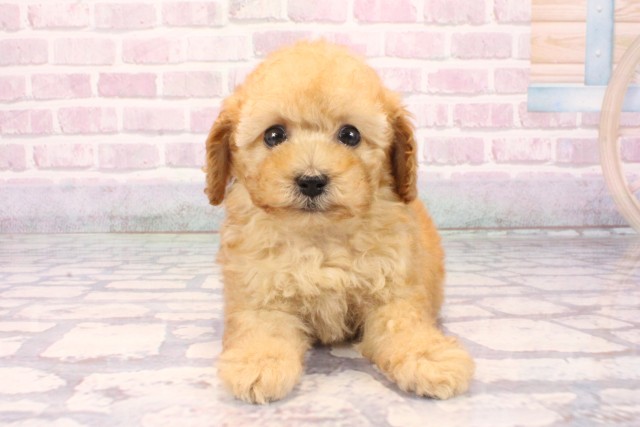 滋賀県のトイプードル(トイ) (Coo&RIKU長浜店/2025年9月29日生まれ/女の子/アプリコット)の子犬の1枚目の画像