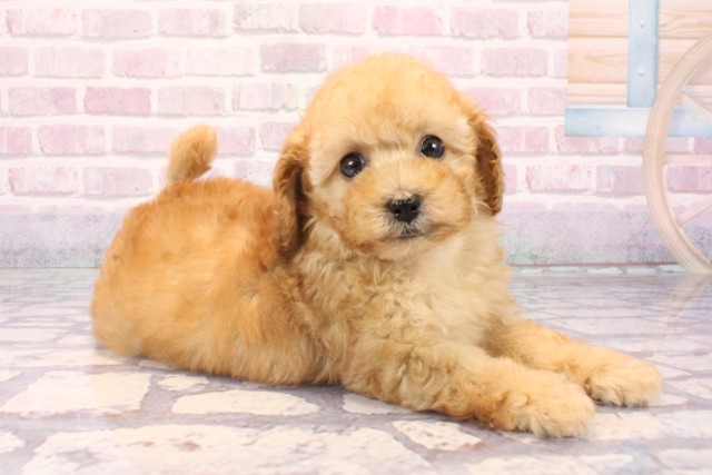 滋賀県のトイプードル(トイ) (Coo&RIKU長浜店/2025年9月29日生まれ/女の子/アプリコット)の子犬の2枚目の画像