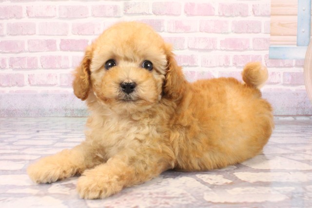 滋賀県のトイプードル(トイ) (Coo&RIKU長浜店/2025年9月29日生まれ/女の子/アプリコット)の子犬の3枚目の画像