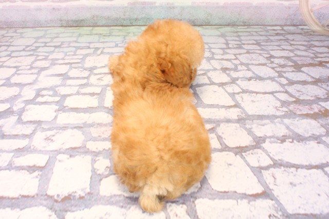 滋賀県のトイプードル(トイ) (Coo&RIKU長浜店/2025年9月29日生まれ/女の子/アプリコット)の子犬の4枚目の画像