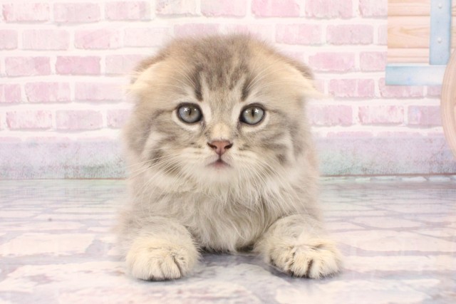 大阪府のスコティッシュフォールド (Coo&RIKU心斎橋店/2025年9月28日生まれ/女の子/ブルータビー)の子猫の1枚目の画像