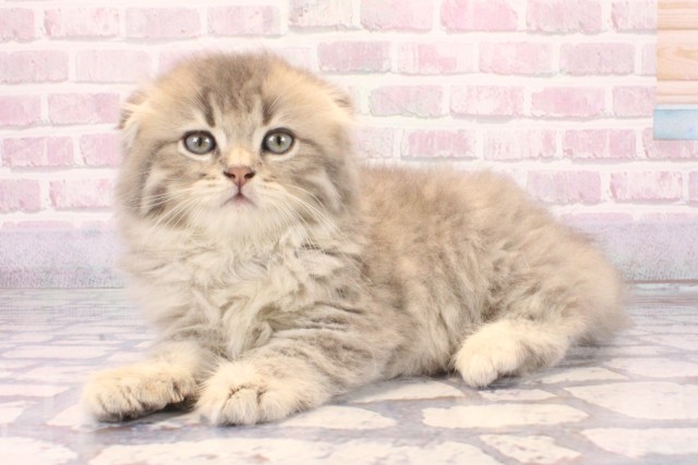 大阪府のスコティッシュフォールド (Coo&RIKU心斎橋店/2025年9月28日生まれ/女の子/ブルータビー)の子猫の3枚目の画像