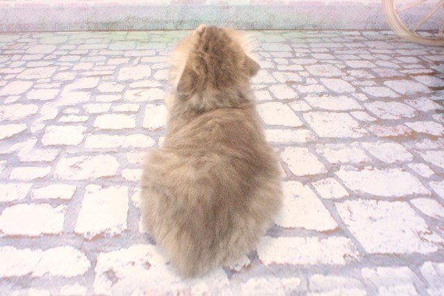 大阪府のスコティッシュフォールド (Coo&RIKU心斎橋店/2025年9月28日生まれ/女の子/ブルータビー)の子猫の4枚目の画像