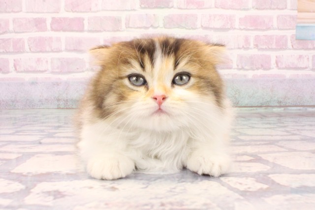大阪府のスコティッシュフォールド (Coo&RIKU茶屋町店/2025年9月29日生まれ/女の子/キャリコ)の子猫の1枚目の画像