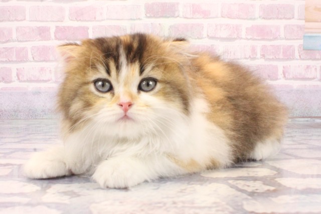 大阪府のスコティッシュフォールド (Coo&RIKU茶屋町店/2025年9月29日生まれ/女の子/キャリコ)の子猫の3枚目の画像