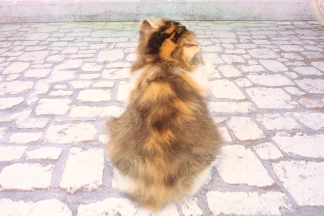 大阪府のスコティッシュフォールド (Coo&RIKU茶屋町店/2025年9月29日生まれ/女の子/キャリコ)の子猫の4枚目の画像