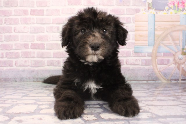 滋賀県のシーパドゥードル (Coo&RIKU東近江店/2025年9月28日生まれ/男の子/ブラックホワイト)の子犬の1枚目の画像