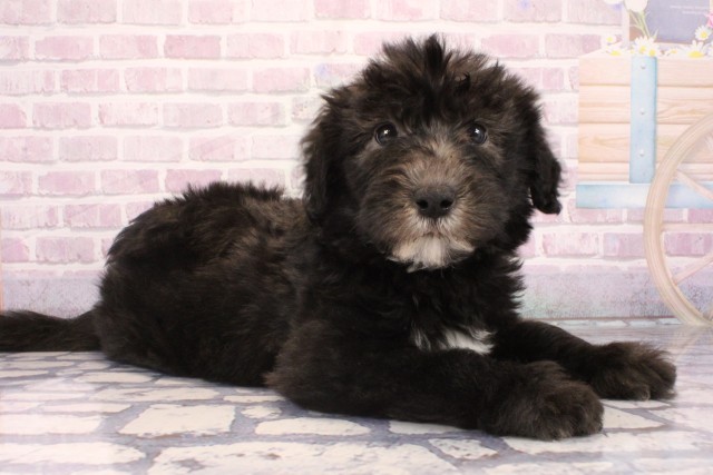 滋賀県のシーパドゥードル (Coo&RIKU東近江店/2025年9月28日生まれ/男の子/ブラックホワイト)の子犬の2枚目の画像