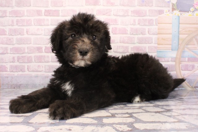 滋賀県のシーパドゥードル (Coo&RIKU東近江店/2025年9月28日生まれ/男の子/ブラックホワイト)の子犬の3枚目の画像