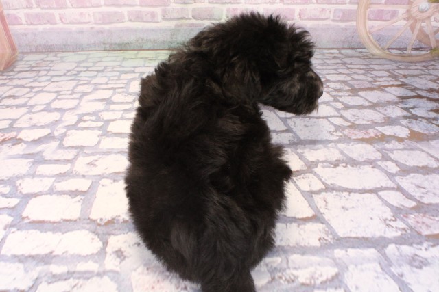 滋賀県のシーパドゥードル (Coo&RIKU東近江店/2025年9月28日生まれ/男の子/ブラックホワイト)の子犬の4枚目の画像