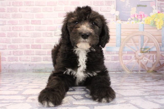 滋賀県のMIX（ハーフ） (Coo&RIKU長浜店/2025年9月28日生まれ/男の子/ブラックホワイト)の子犬の1枚目の画像