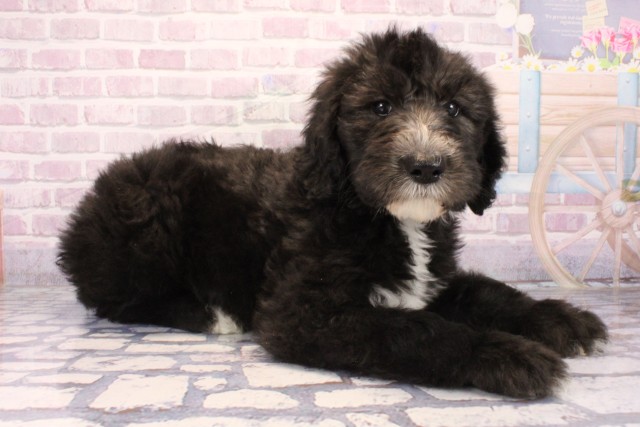 滋賀県のMIX（ハーフ） (Coo&RIKU長浜店/2025年9月28日生まれ/男の子/ブラックホワイト)の子犬の2枚目の画像