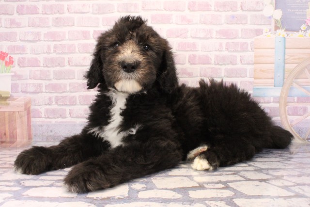 滋賀県のMIX（ハーフ） (Coo&RIKU長浜店/2025年9月28日生まれ/男の子/ブラックホワイト)の子犬の3枚目の画像