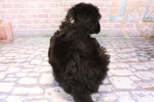 滋賀県のMIX（ハーフ） (Coo&RIKU長浜店/2025年9月28日生まれ/男の子/ブラックホワイト)の子犬の4枚目の画像