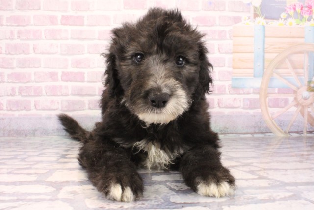 大阪府のシーパドゥードル (Coo&RIKU高槻店/2025年9月28日生まれ/女の子/ブラックホワイト)の子犬の1枚目の画像