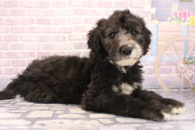 大阪府のシーパドゥードル (Coo&RIKU高槻店/2025年9月28日生まれ/女の子/ブラックホワイト)の子犬の2枚目の画像