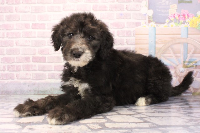 大阪府のシーパドゥードル (Coo&RIKU高槻店/2025年9月28日生まれ/女の子/ブラックホワイト)の子犬の3枚目の画像