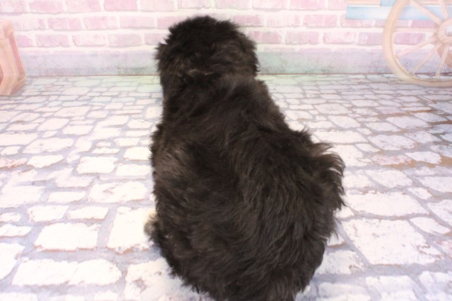 大阪府のシーパドゥードル (Coo&RIKU高槻店/2025年9月28日生まれ/女の子/ブラックホワイト)の子犬の4枚目の画像