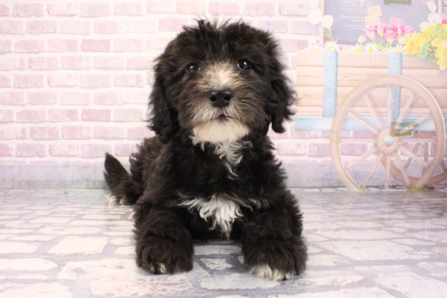 大阪府のMIX（ハーフ） (Coo&RIKU東大阪店/2025年9月28日生まれ/女の子/ブラックホワイト)の子犬