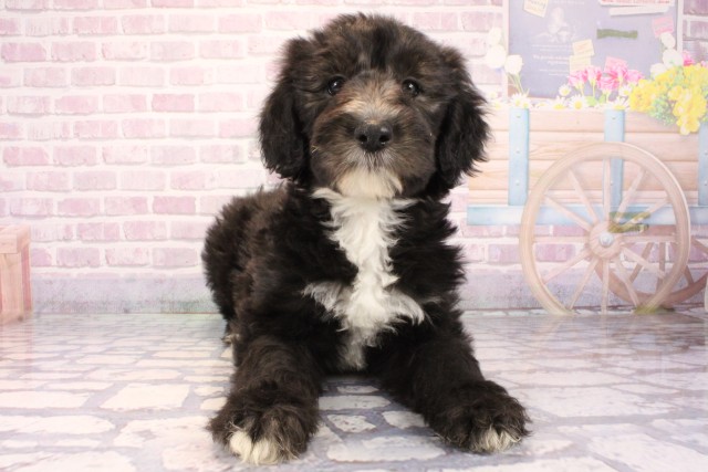 大阪府のシーパドゥードル (Coo&RIKU松原店/2025年9月28日生まれ/女の子/ブラックホワイト)の子犬の1枚目の画像