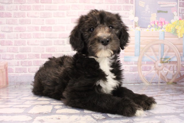 大阪府のシーパドゥードル (Coo&RIKU松原店/2025年9月28日生まれ/女の子/ブラックホワイト)の子犬の2枚目の画像