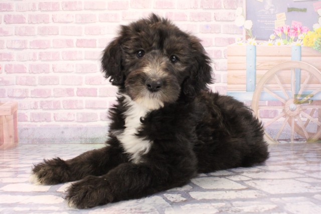 大阪府のシーパドゥードル (Coo&RIKU松原店/2025年9月28日生まれ/女の子/ブラックホワイト)の子犬の3枚目の画像