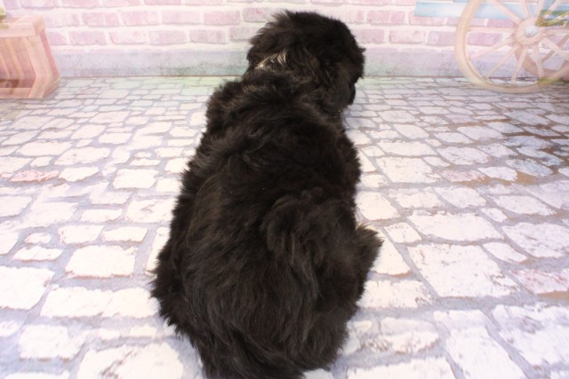 大阪府のシーパドゥードル (Coo&RIKU松原店/2025年9月28日生まれ/女の子/ブラックホワイト)の子犬の4枚目の画像