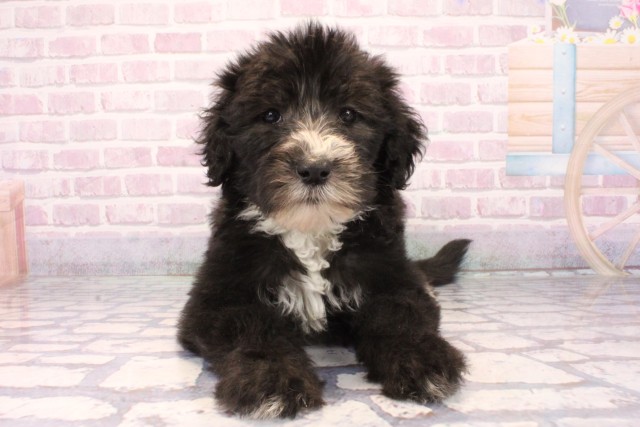 兵庫県のMIX（ハーフ） (Coo&RIKU姫路店/2025年9月28日生まれ/女の子/ブラックホワイト)の子犬