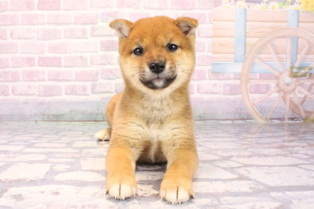 大阪府の豆柴 (Coo&RIKU城東古市店/2025年9月20日生まれ/男の子/赤)の子犬の1枚目の画像