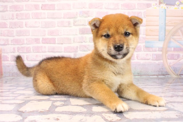 大阪府の豆柴 (Coo&RIKU城東古市店/2025年9月20日生まれ/男の子/赤)の子犬の2枚目の画像