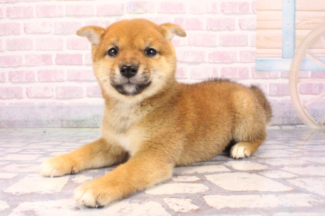 大阪府の豆柴 (Coo&RIKU城東古市店/2025年9月20日生まれ/男の子/赤)の子犬の3枚目の画像