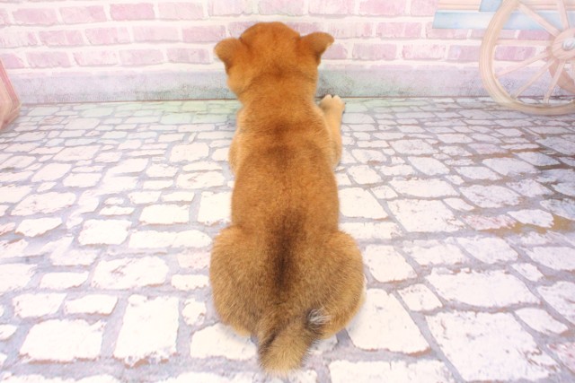 大阪府の豆柴 (Coo&RIKU城東古市店/2025年9月20日生まれ/男の子/赤)の子犬の4枚目の画像